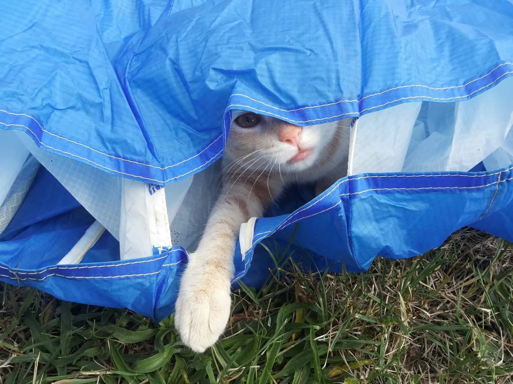 Krilo na zemlji, i neko ko je došao da proveri.